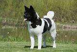 AKITA AMERICAIN 449
